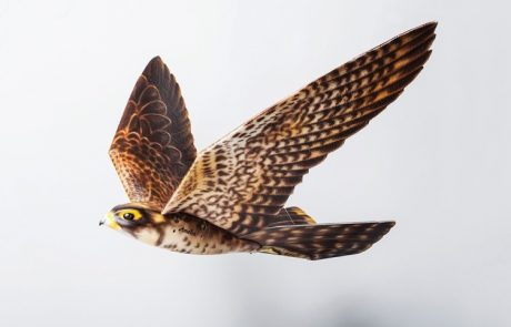 ניסוי של "ציפורובוט" (RoBird) להברחת ציפורים בש"ת בקנדה